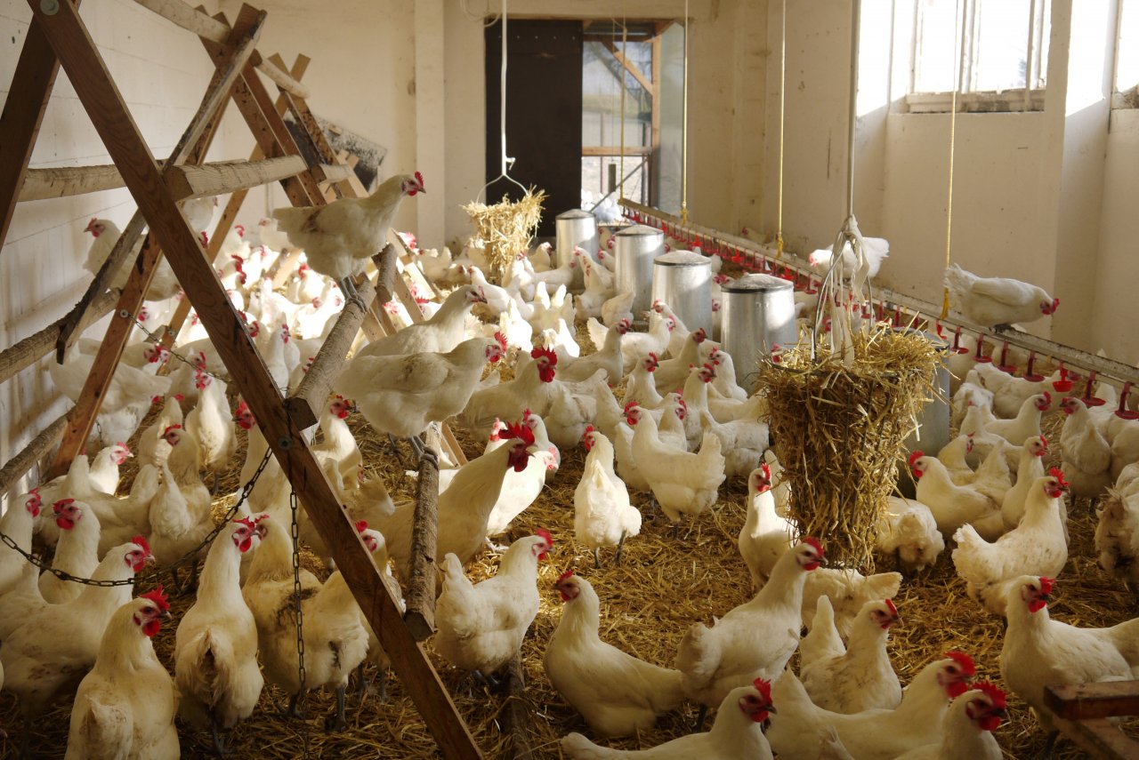 Hühnerstall von ei care im Zweinutzungshuhn Projekt